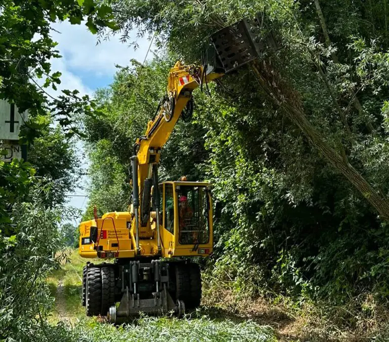 Boom op bovenleiding